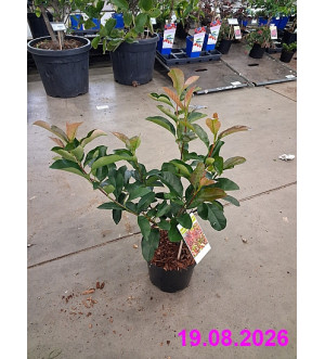 Photinia fraseri 'Selection' C 2,5 L